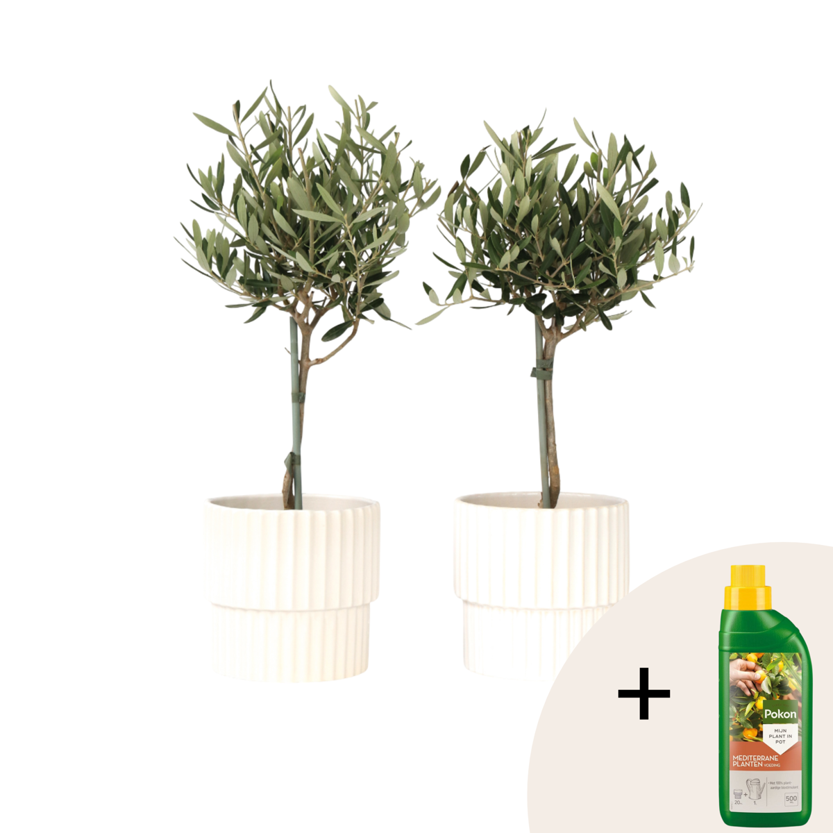 Olivier - Set de 2 - Olea europaea - Hauteur 50-60cm - ⌀14cm