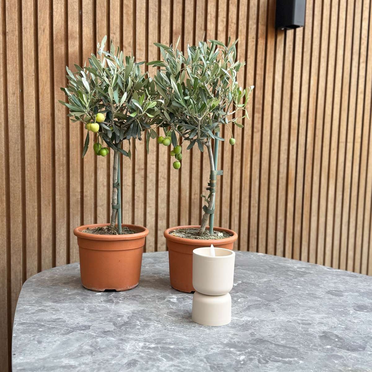 Olivier - Set de 2 - Olea europaea - Hauteur 50-60cm - ⌀14cm