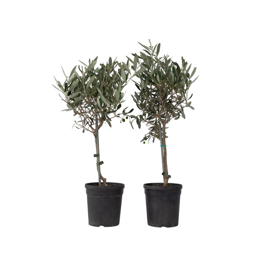 Common Olive tree - 2 pcs - Olea europaea - Height 50-60cm - ⌀14cm