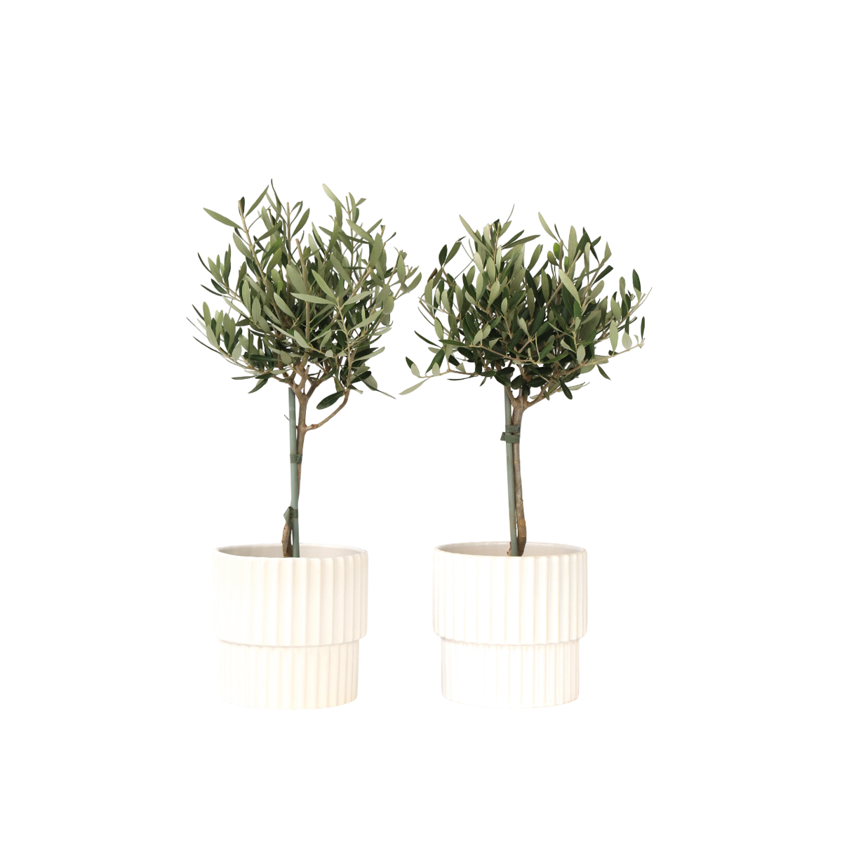 Olivier - Set de 2 - Olea europaea - Hauteur 50-60cm - ⌀14cm