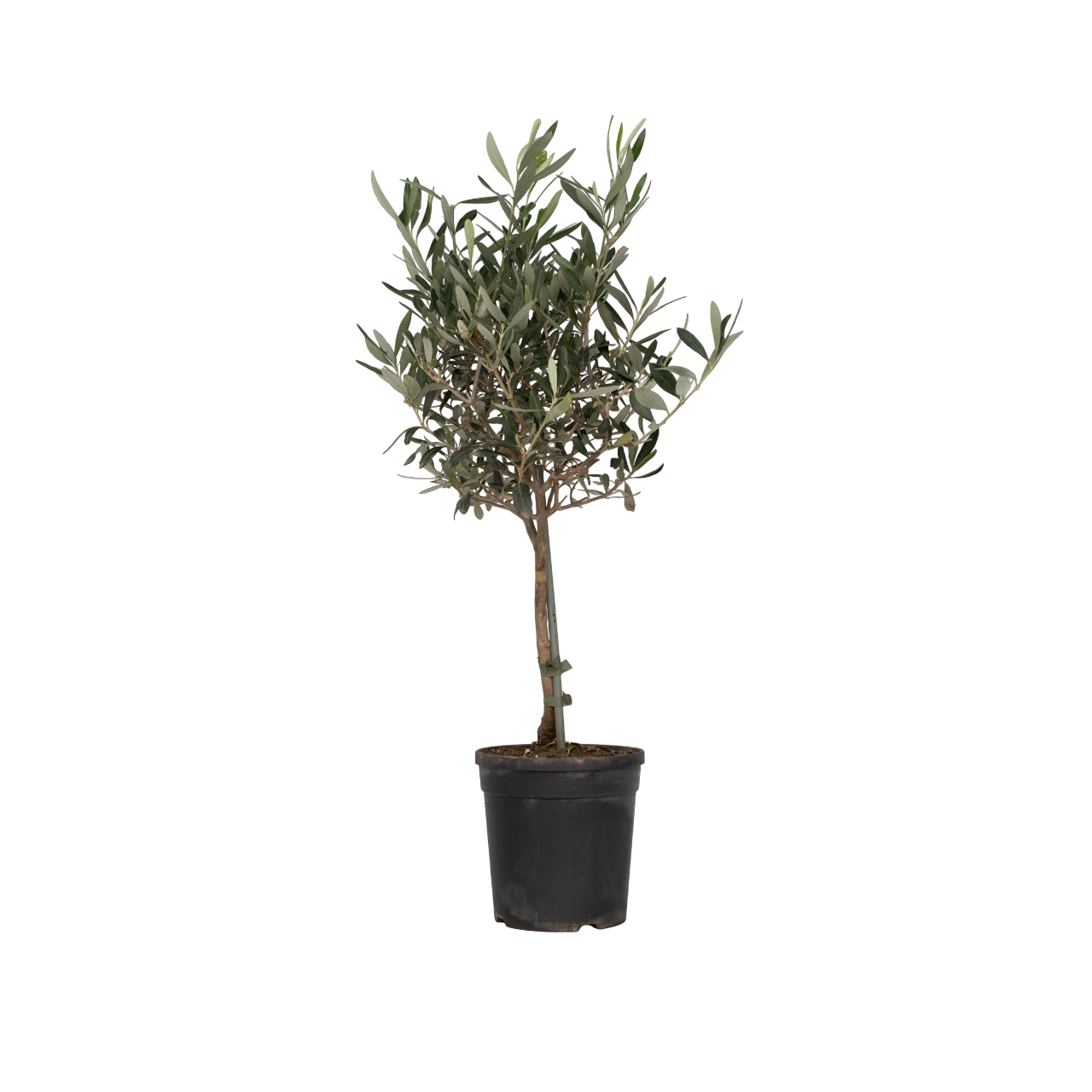 Olivier - Olea europaea - Hauteur 60-70cm - ⌀17cm - TD Plantz