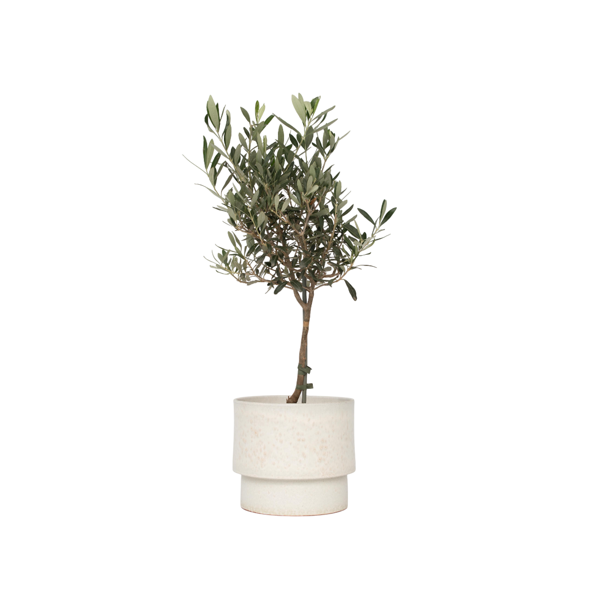 Olivier - Olea europaea - Hauteur 60-70cm - ⌀17cm - TD Plantz