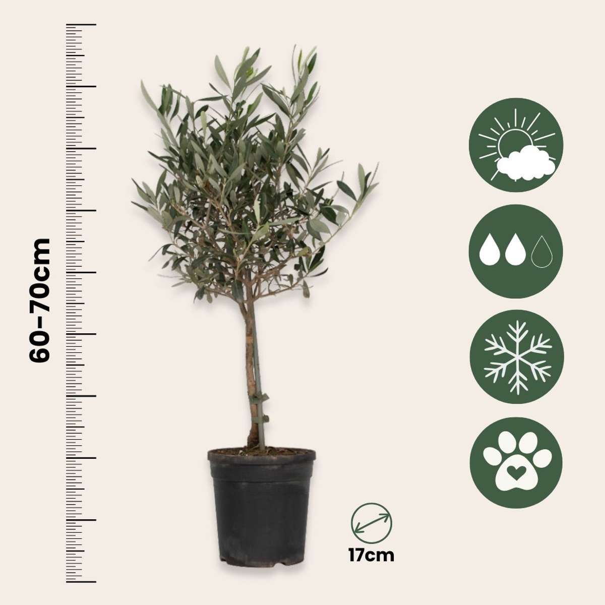 Olivier - Olea europaea - Hauteur 60-70cm - ⌀17cm - TD Plantz