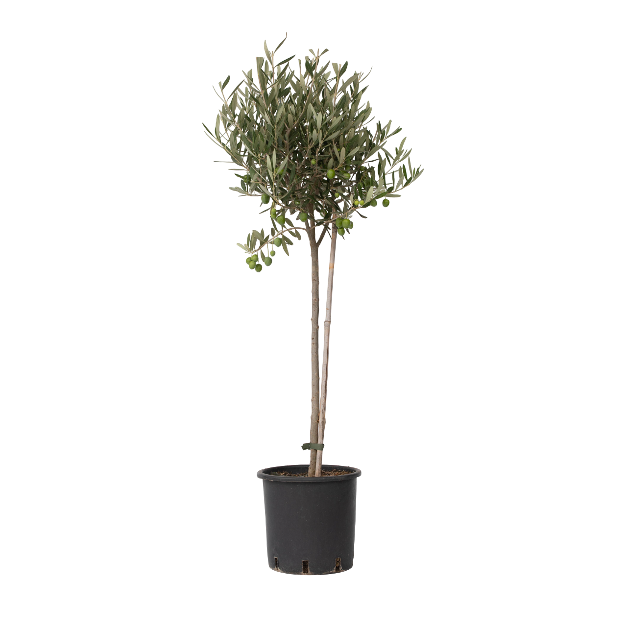Olivier - Olea europaea - Hauteur 80-90cm - ⌀19cm - TD Plantz