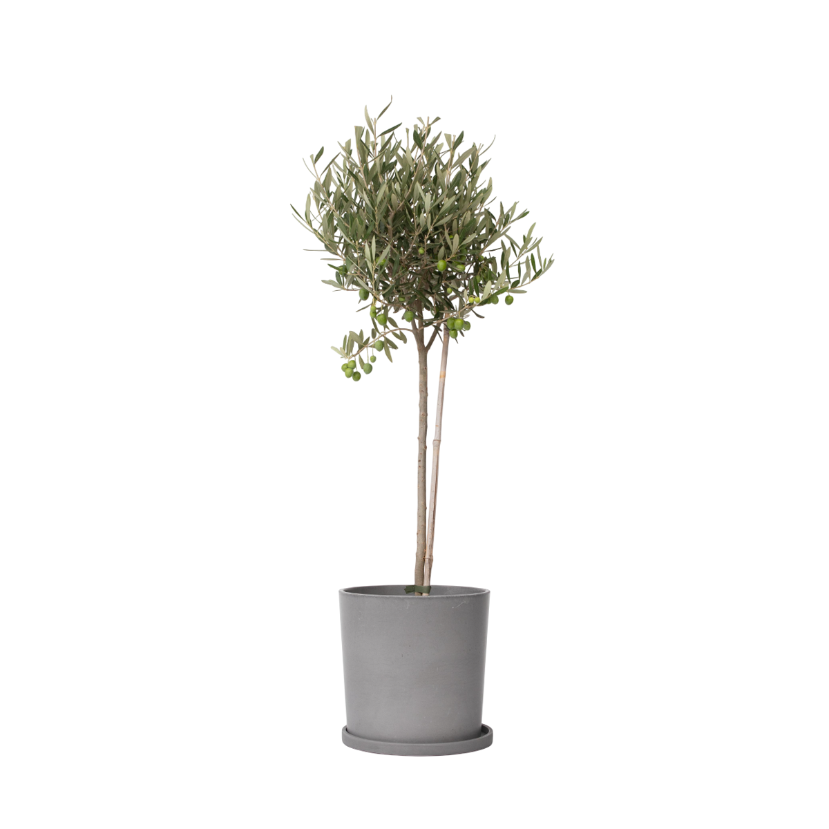 Olivier - Olea europaea - Hauteur 80-90cm - ⌀19cm - TD Plantz