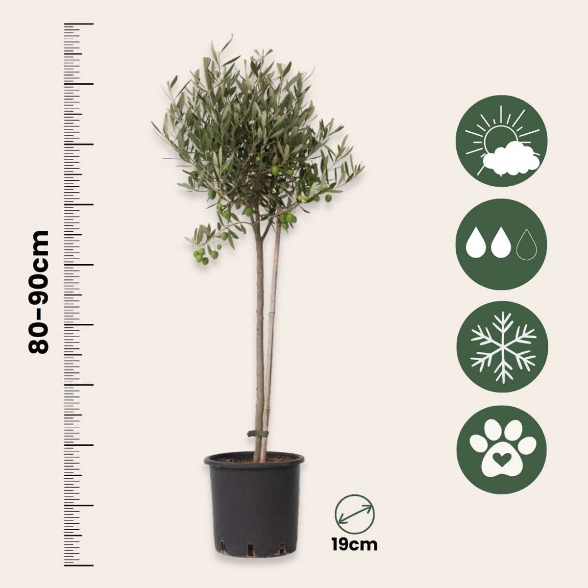 Olivier - Olea europaea - Hauteur 80-90cm - ⌀19cm - TD Plantz