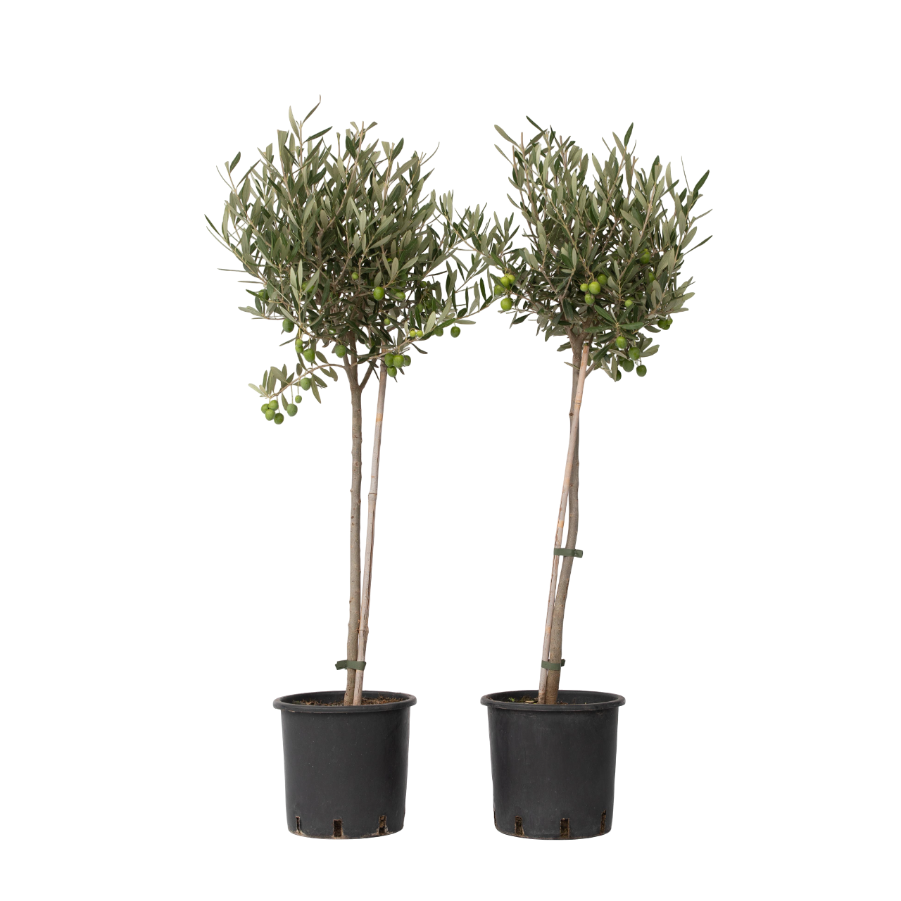 Olivier - Set de 2 - Olea europaea - Hauteur 80-90cm - ⌀19cm - TD Plantz