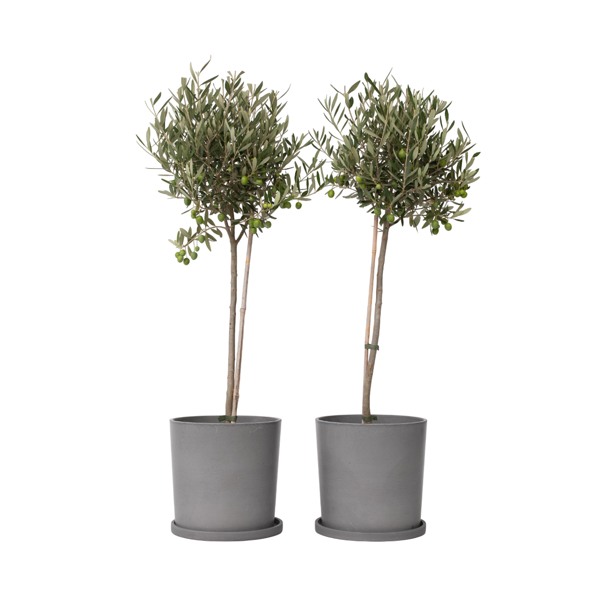 Olivier - Set de 2 - Olea europaea - Hauteur 80-90cm - ⌀19cm - TD Plantz