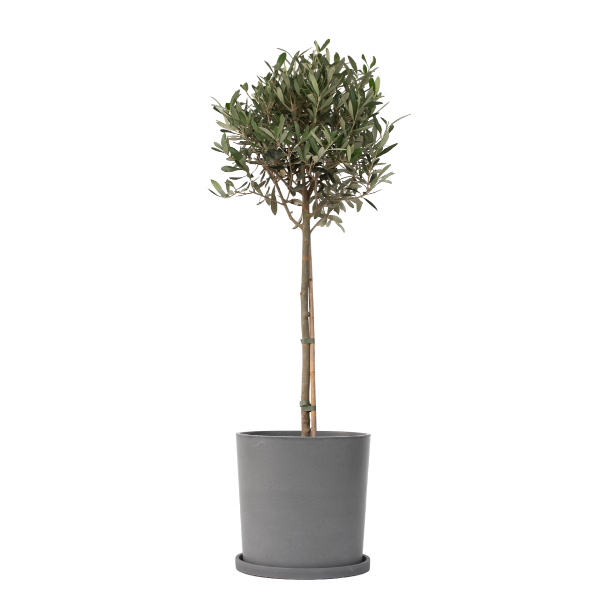 Olivier - Olea europaea - Hauteur 90-100cm - ⌀21cm