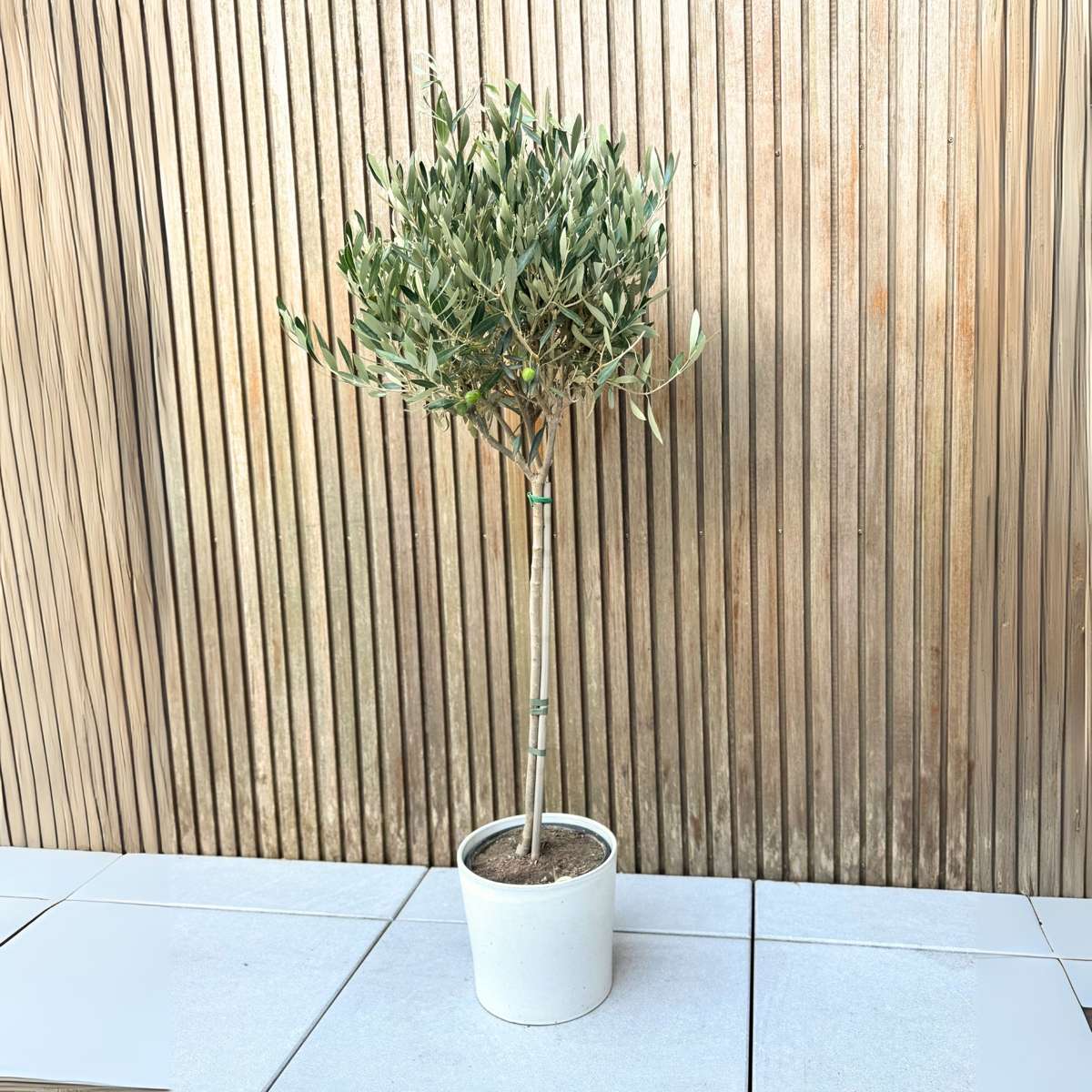 Olivier - Olea europaea - Hauteur 90-100cm - ⌀21cm