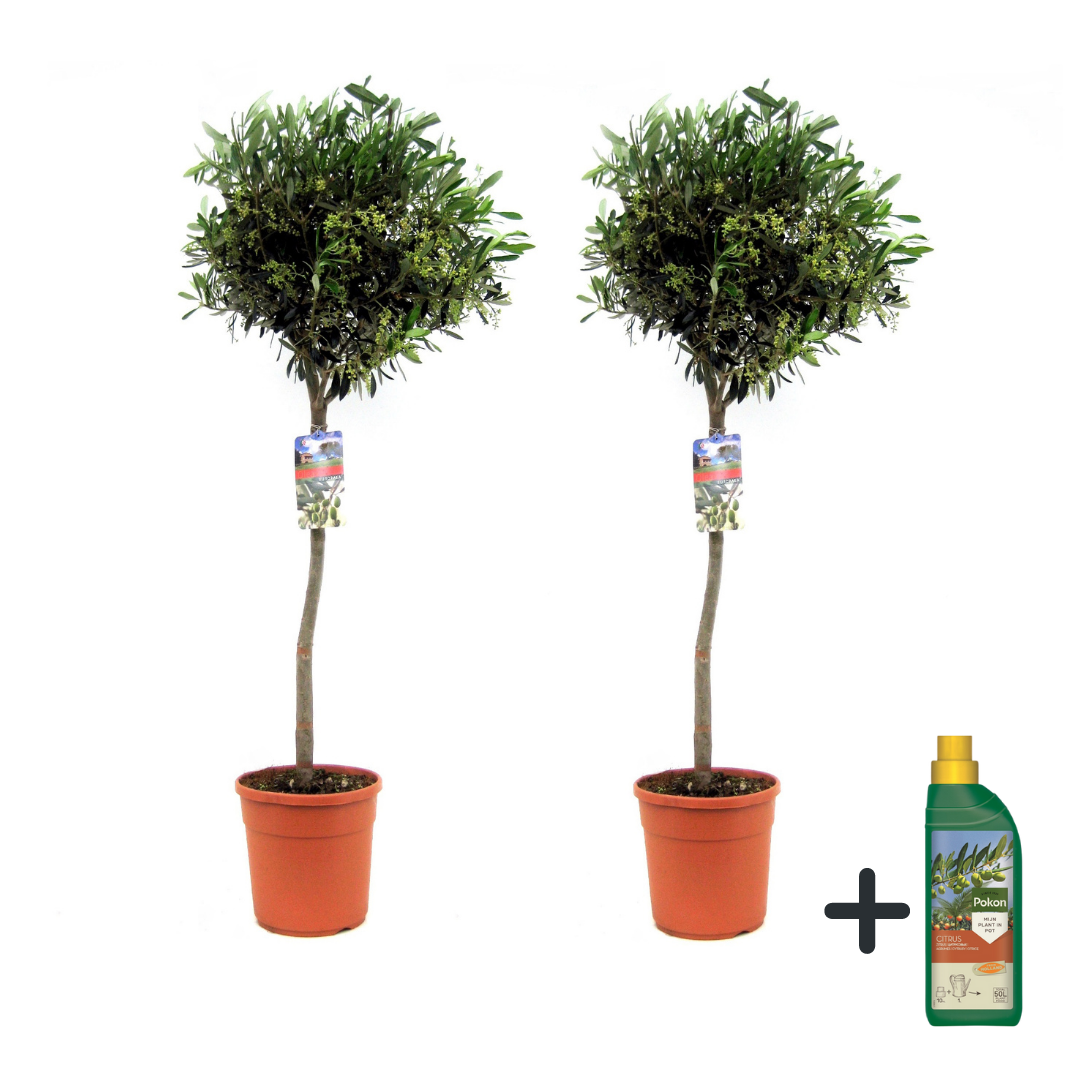 Olivier - Set de 2 - Olea europaea - Hauteur 90-100cm - ⌀21cm