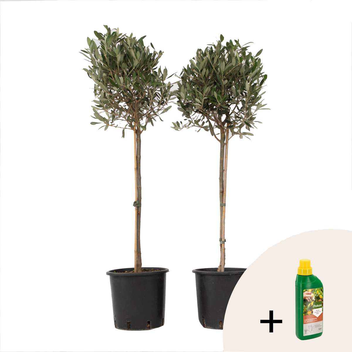 Olivier - Set de 2 - Olea europaea - Hauteur 90-100cm - ⌀21cm