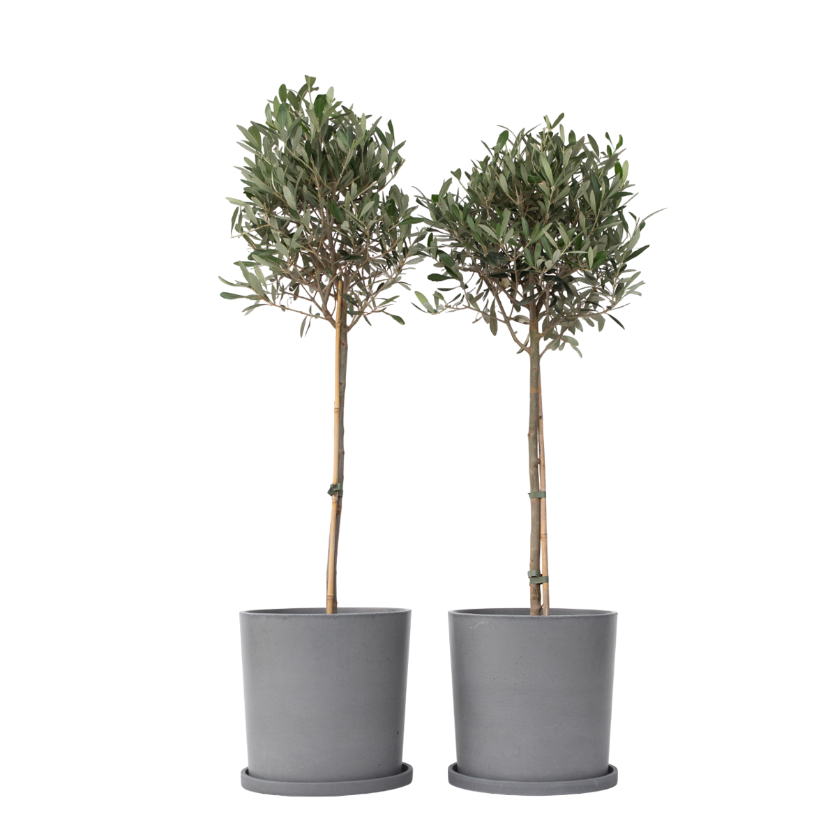 Olivier - Set de 2 - Olea europaea - Hauteur 90-100cm - ⌀21cm