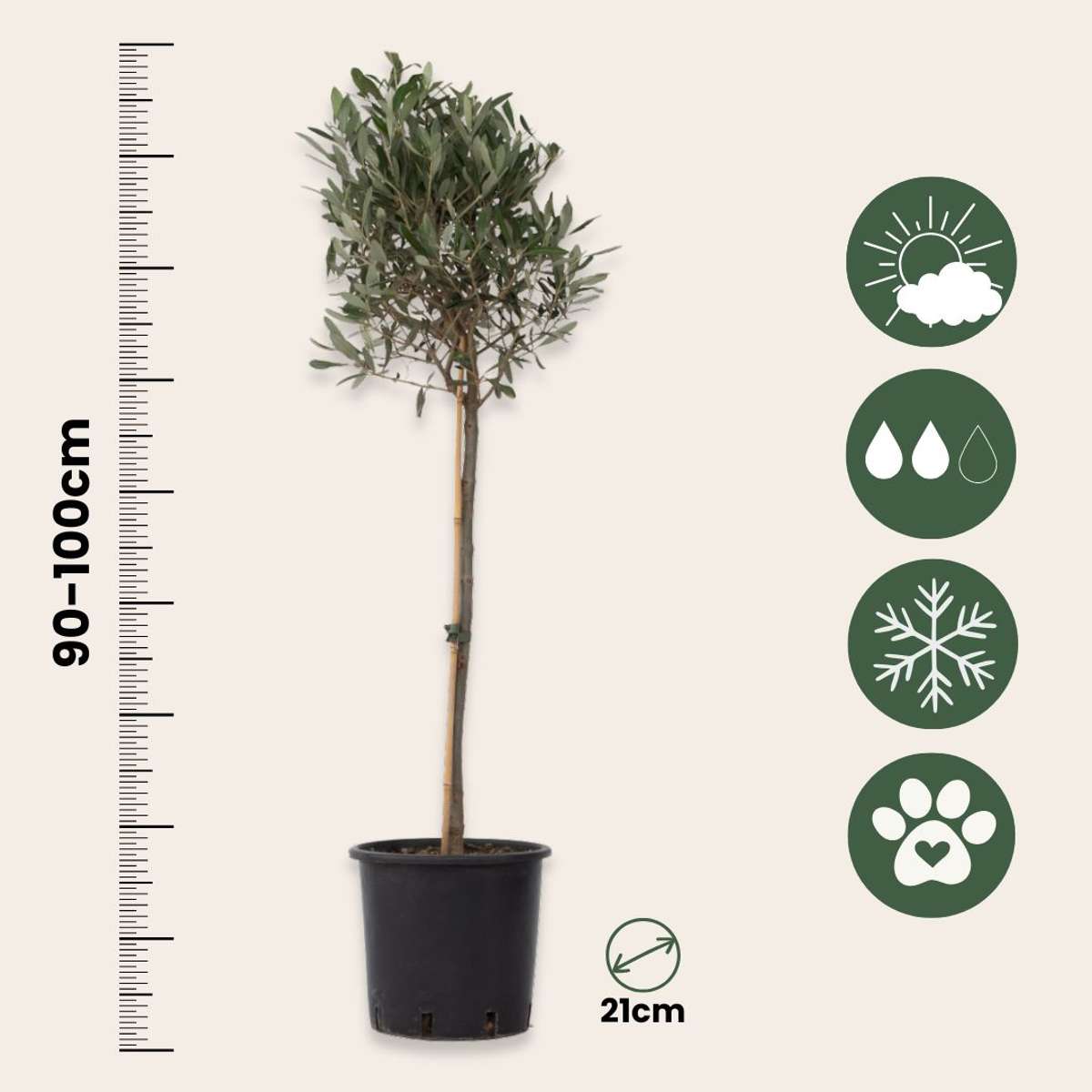 Olivier - Set de 2 - Olea europaea - Hauteur 90-100cm - ⌀21cm