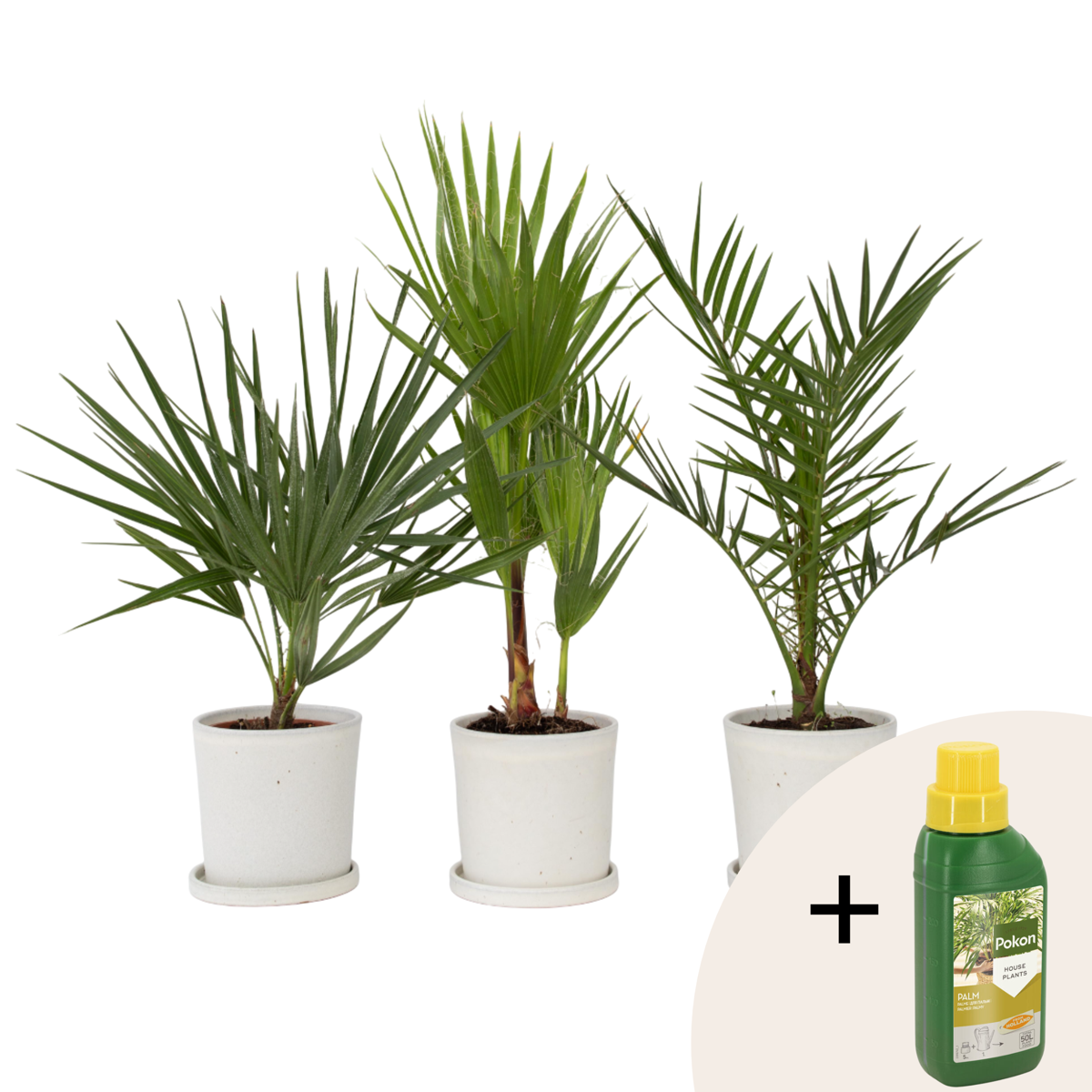 Mélange de palmiers d'extérieur - Set de 3 - Hauteur 50-70cm - ⌀15cm