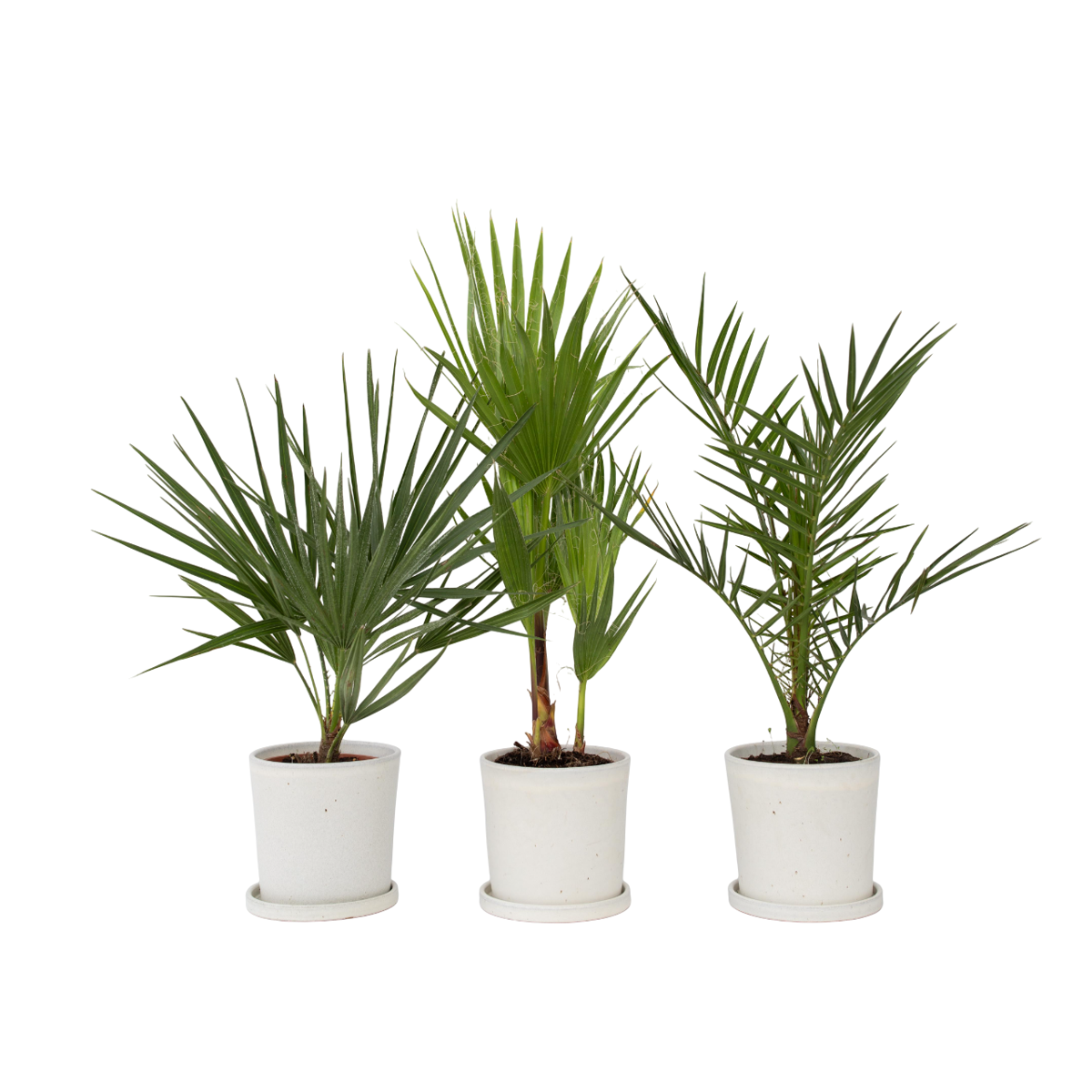 Mélange de palmiers d'extérieur - Set de 3 - Hauteur 50-70cm - ⌀15cm