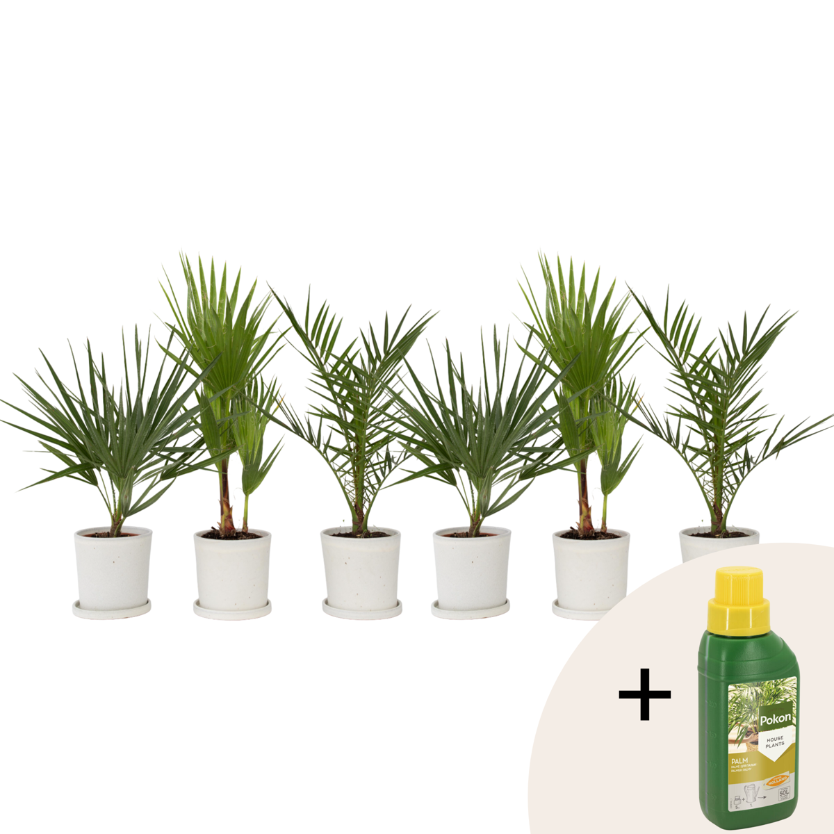 Mélange de palmiers d'extérieur - Set de 6 - Hauteur 50-70cm - ⌀15cm