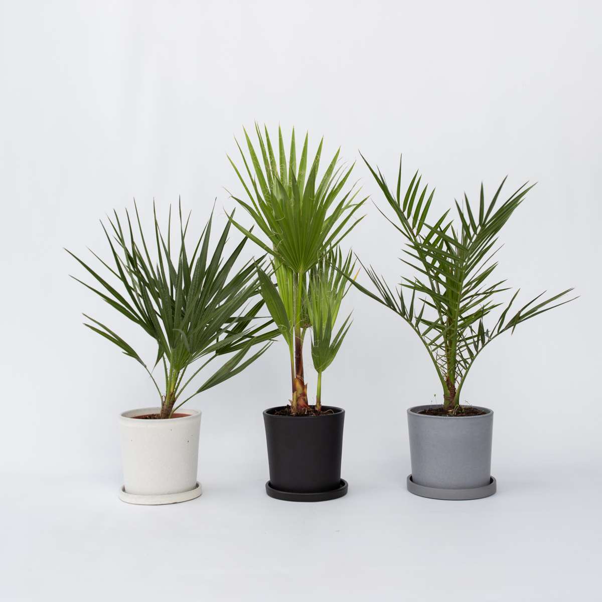 Mélange de palmiers d'extérieur - Set de 6 - Hauteur 50-70cm - ⌀15cm