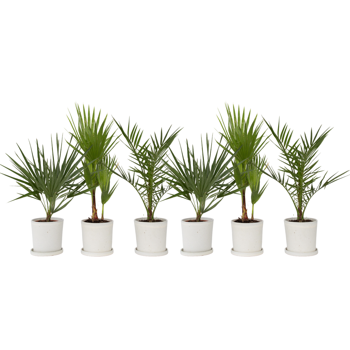 Mélange de palmiers d'extérieur - Set de 6 - Hauteur 50-70cm - ⌀15cm