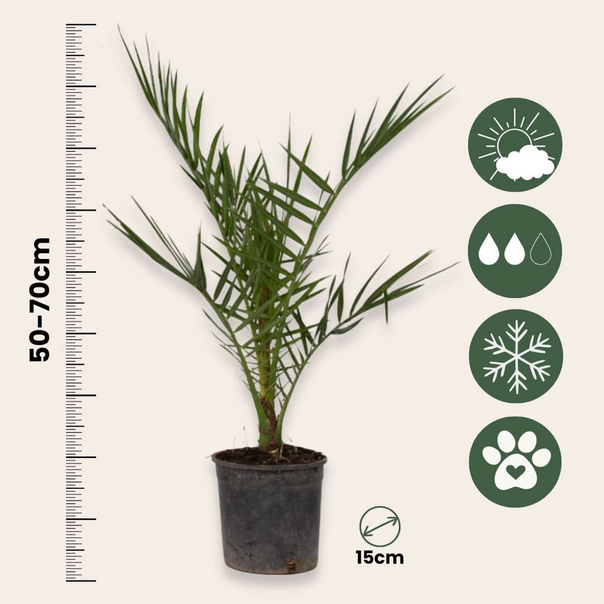 Mélange de palmiers d'extérieur - Set de 6 - Hauteur 50-70cm - ⌀15cm