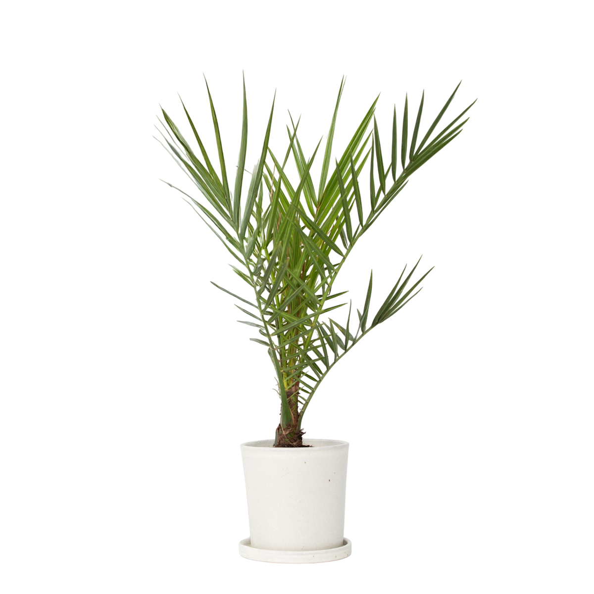Palmier Dattier des Canaries - Phoenix canariensis - Hauteur 50-60cm - ⌀15cm