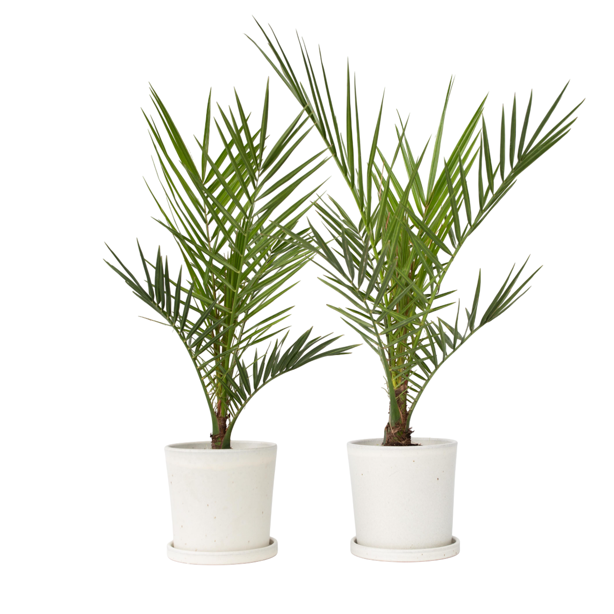 Palmier Dattier des Canaries - Set de 2 - Phoenix - Hauteur 50-60cm - ⌀15cm