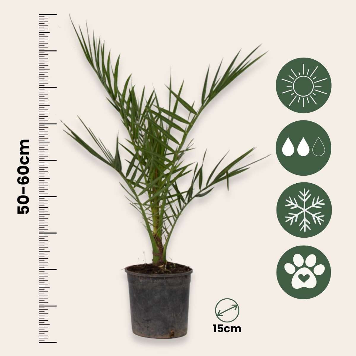 Palmier Dattier des Canaries - Set de 2 - Phoenix - Hauteur 50-60cm - ⌀15cm