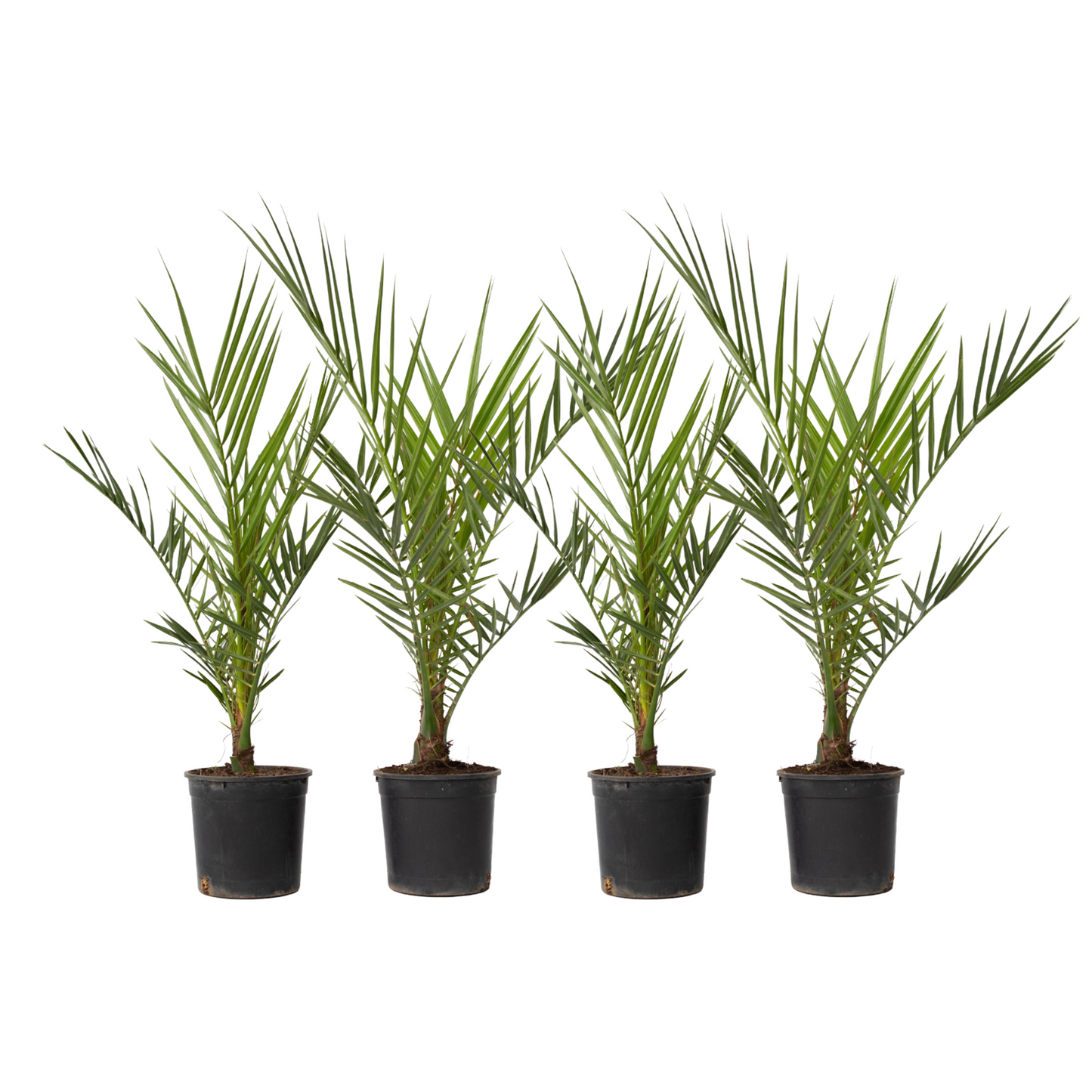 Palmier Dattier des Canaries - Set de 4 - Phoenix canariensis - H50-60cm - ⌀15cm