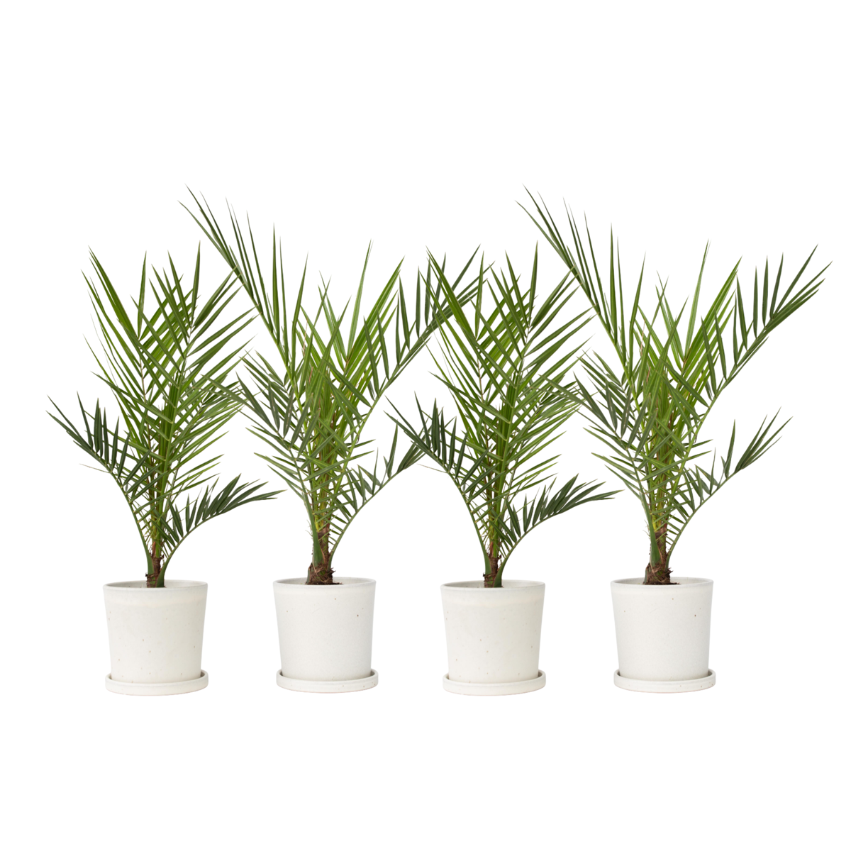 Palmier Dattier des Canaries - Set de 4 - Phoenix canariensis - H50-60cm - ⌀15cm