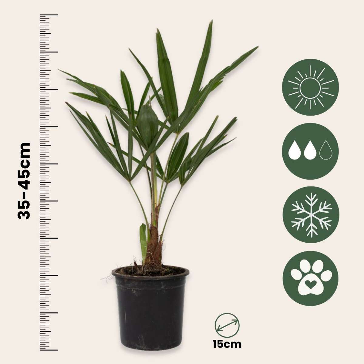 Palmier de Chine - Trachycarpus Fortunei - Hauteur 35-45cm - ⌀15cm - TD Plantz