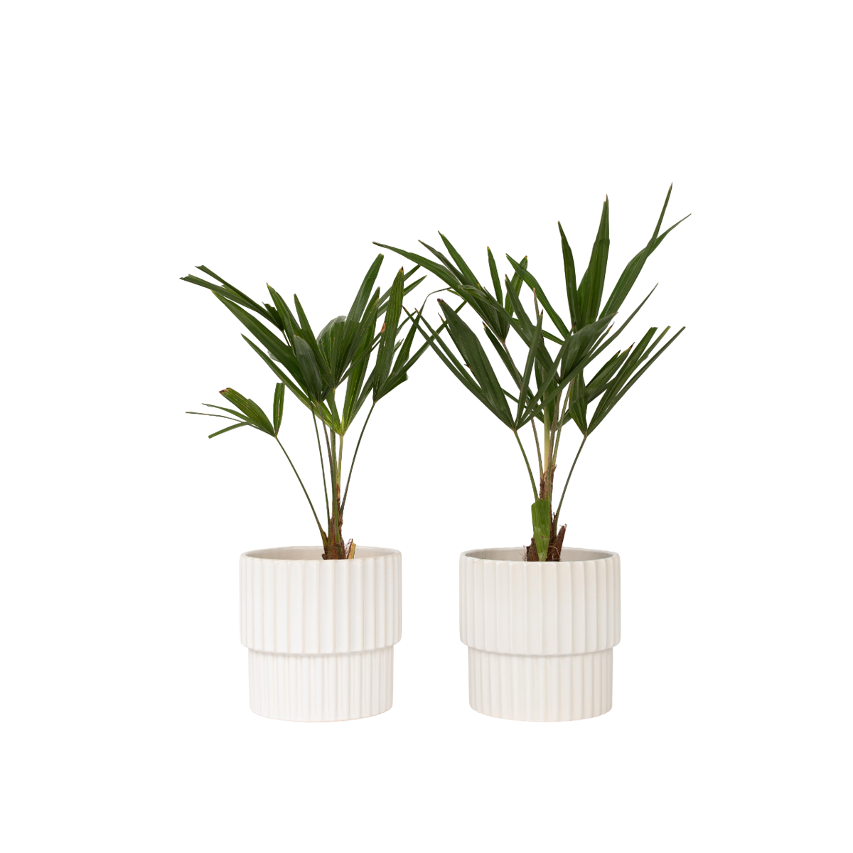 Palmier de Chine - Set de 2 - Trachycarpus Fortunei - Hauteur 35-45cm - ⌀15cm