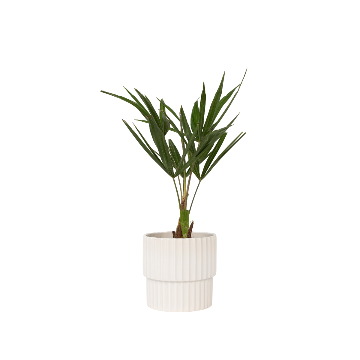 Palmier de Chine - Set de 4 - Trachycarpus Fortunei - Hauteur 35-45cm - ⌀15cm
