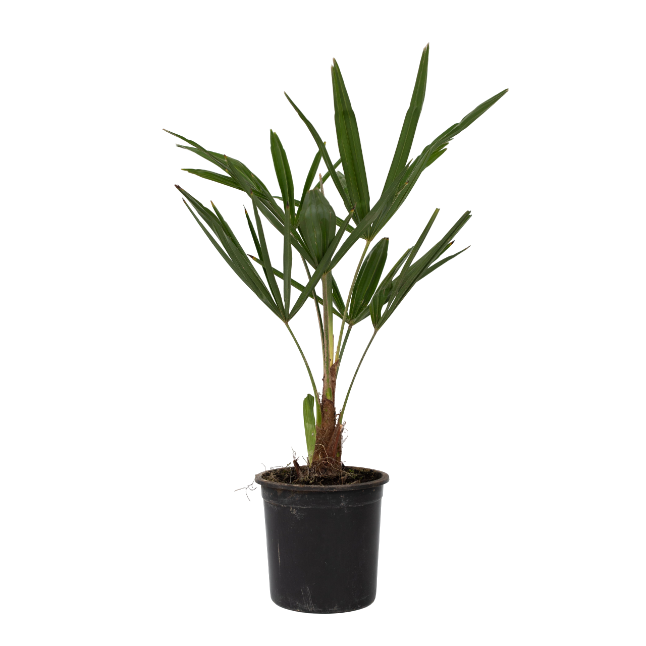 Palmier de Chine - Set de 4 - Trachycarpus Fortunei - Hauteur 35-45cm - ⌀15cm