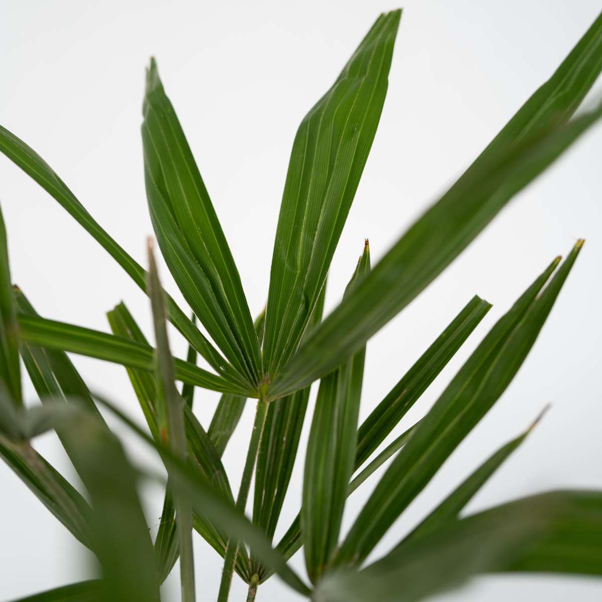 Palmier de Chine - Trachycarpus Fortunei - Hauteur 65-75cm - ⌀21cm - TD Plantz
