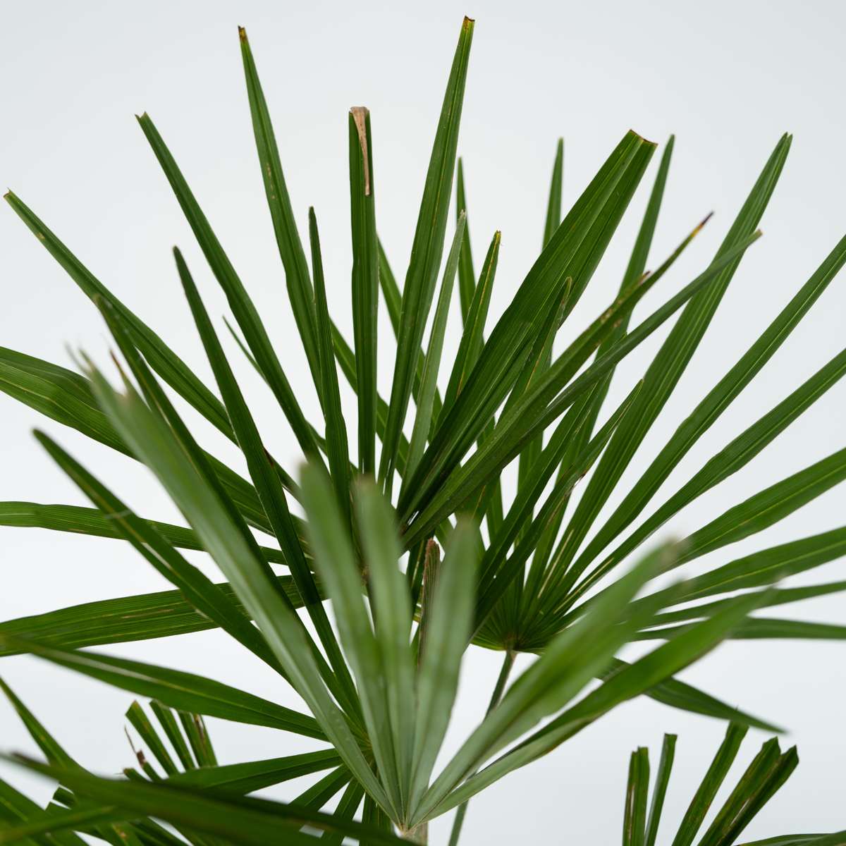 Palmier de Chine - Trachycarpus Fortunei - Hauteur 65-75cm - ⌀21cm - TD Plantz