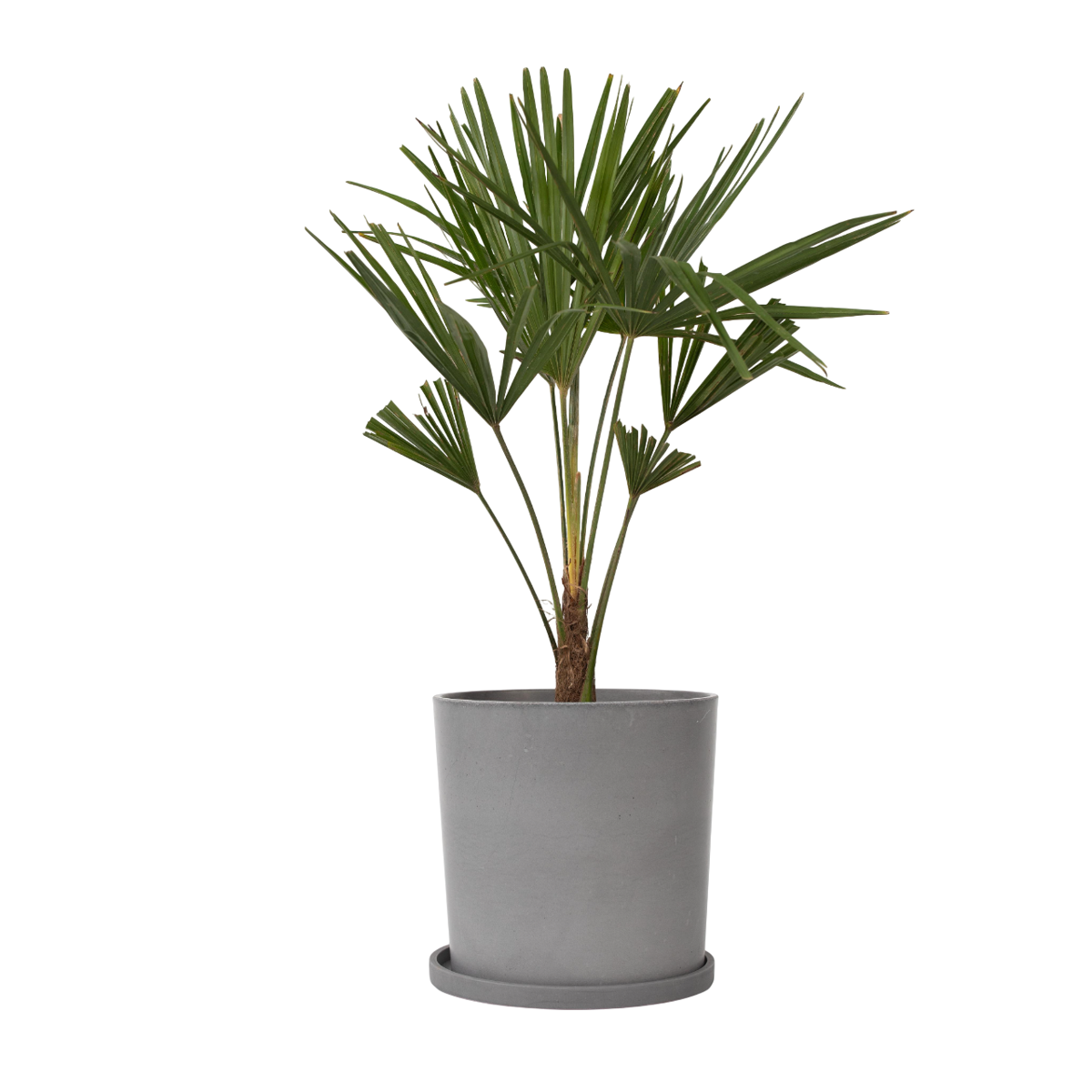 Palmier de Chine - Trachycarpus Fortunei - Hauteur 65-75cm - ⌀21cm - TD Plantz