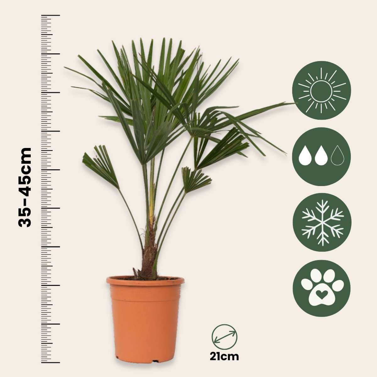 Palmier de Chine - Trachycarpus Fortunei - Hauteur 65-75cm - ⌀21cm - TD Plantz