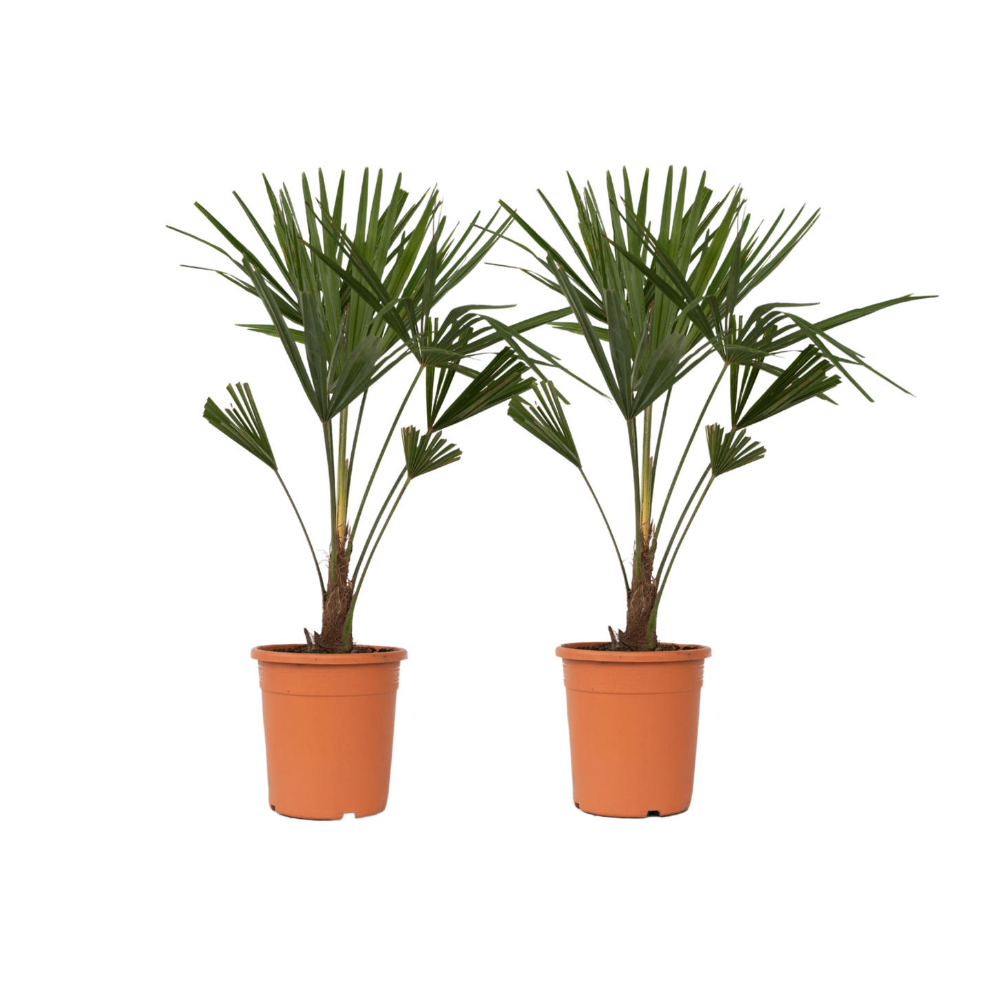 Palmier de Chine - Set de 2 - Trachycarpus Fortunei - Hauteur 65-75cm - ⌀21cm - TD Plantz