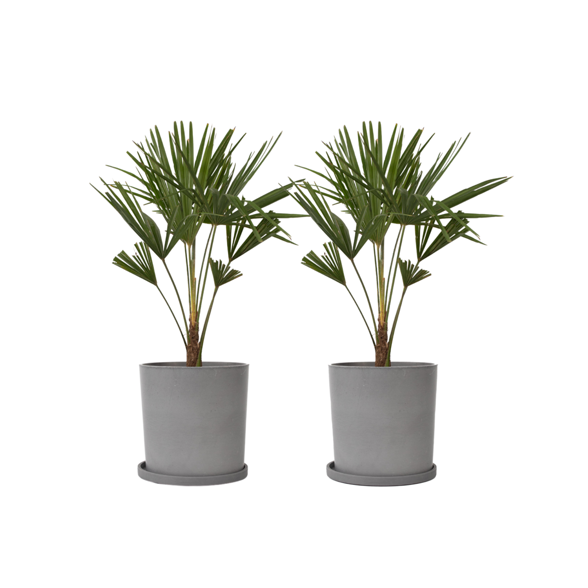 Palmier de Chine - Set de 2 - Trachycarpus Fortunei - Hauteur 65-75cm - ⌀21cm - TD Plantz