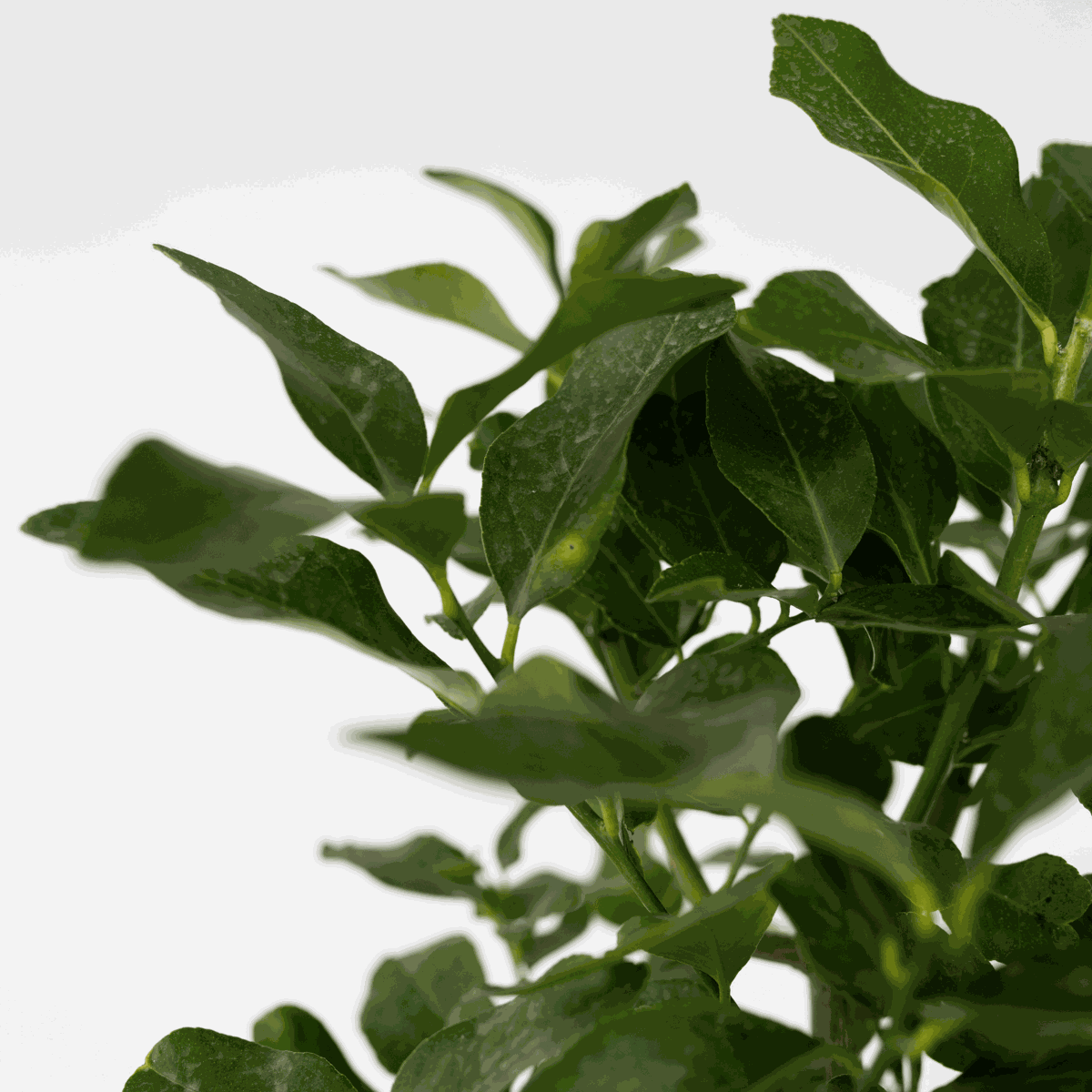 Oranger sanguin - Citrus aurantium Tarocco - Hauteur 90-110cm - ⌀19cm
