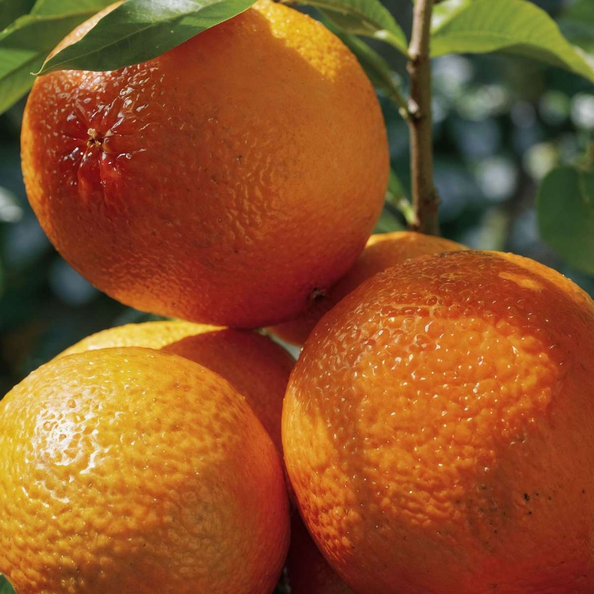 Oranger sanguin - Citrus aurantium Tarocco - Hauteur 90-110cm - ⌀19cm