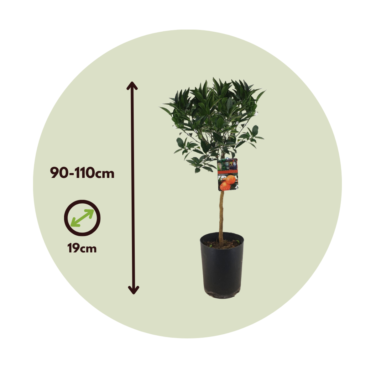 Oranger sanguin - Citrus aurantium Tarocco - Hauteur 90-110cm - ⌀19cm
