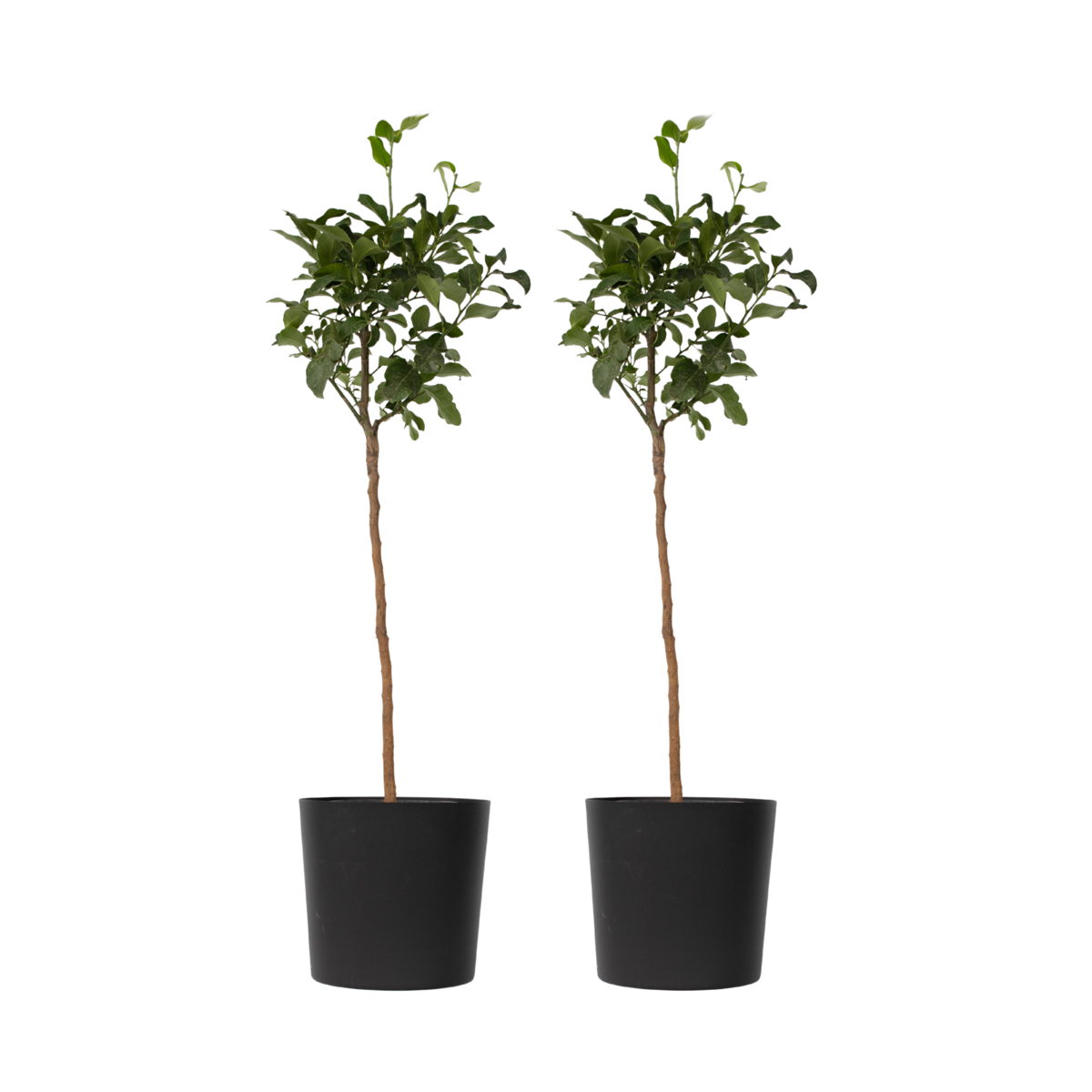 Oranger sanguin - Set de 2 - Citrus aurantium Tarocco - Hauteur 90-110cm - ⌀19cm