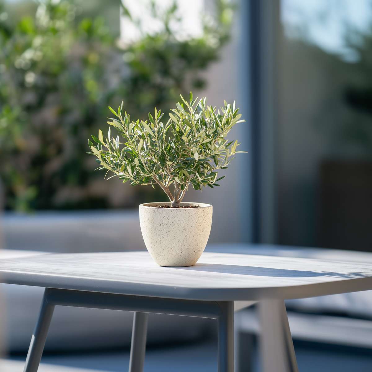 Olivier - Set de 2 - Olea europaea - Hauteur 25-40cm - ⌀14cm