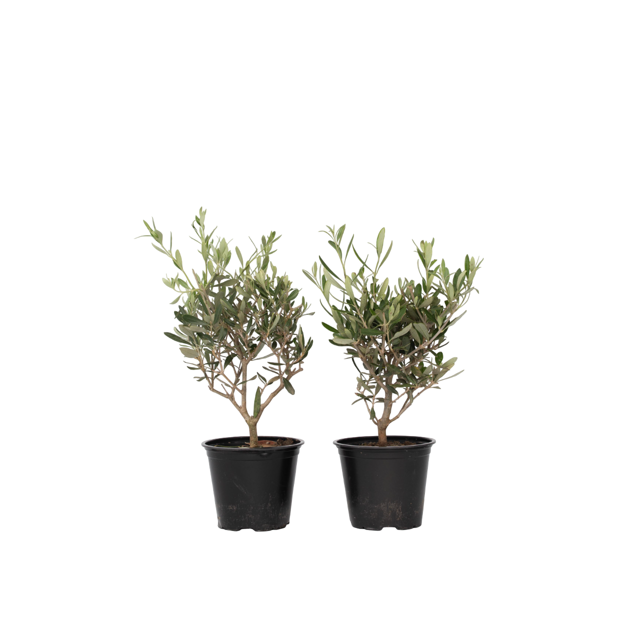 Olivier - Set de 2 - Olea europaea - Hauteur 25-40cm - ⌀14cm
