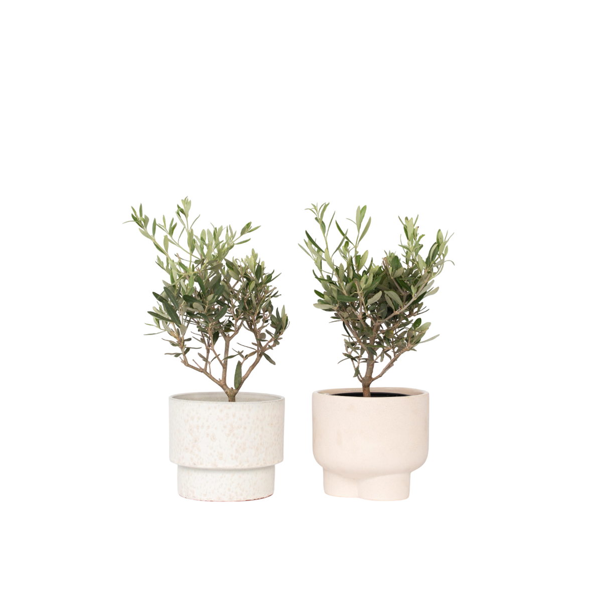 Olivier - Set de 2 - Olea europaea - Hauteur 25-40cm - ⌀14cm