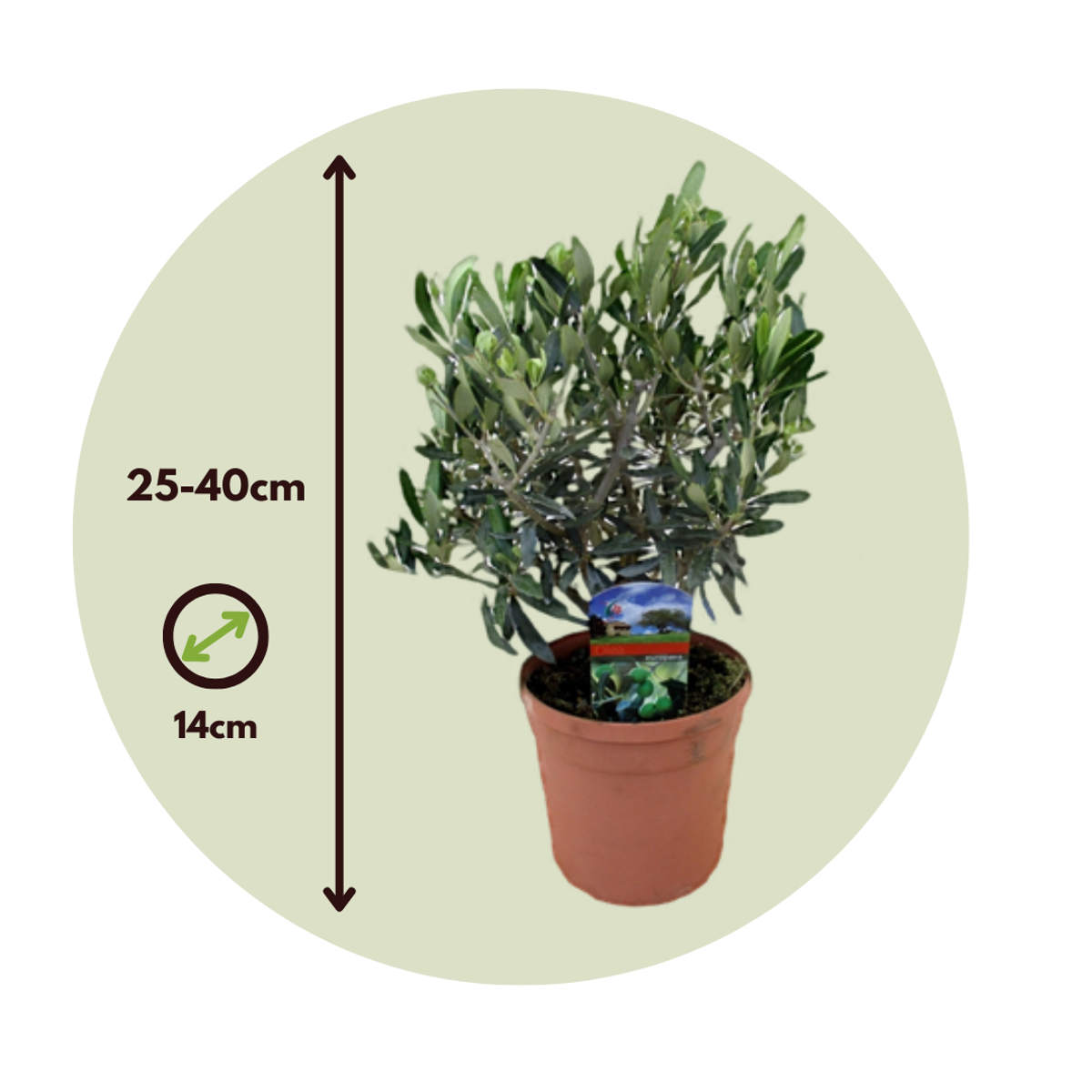 Olivier - Set de 2 - Olea europaea - Hauteur 25-40cm - ⌀14cm