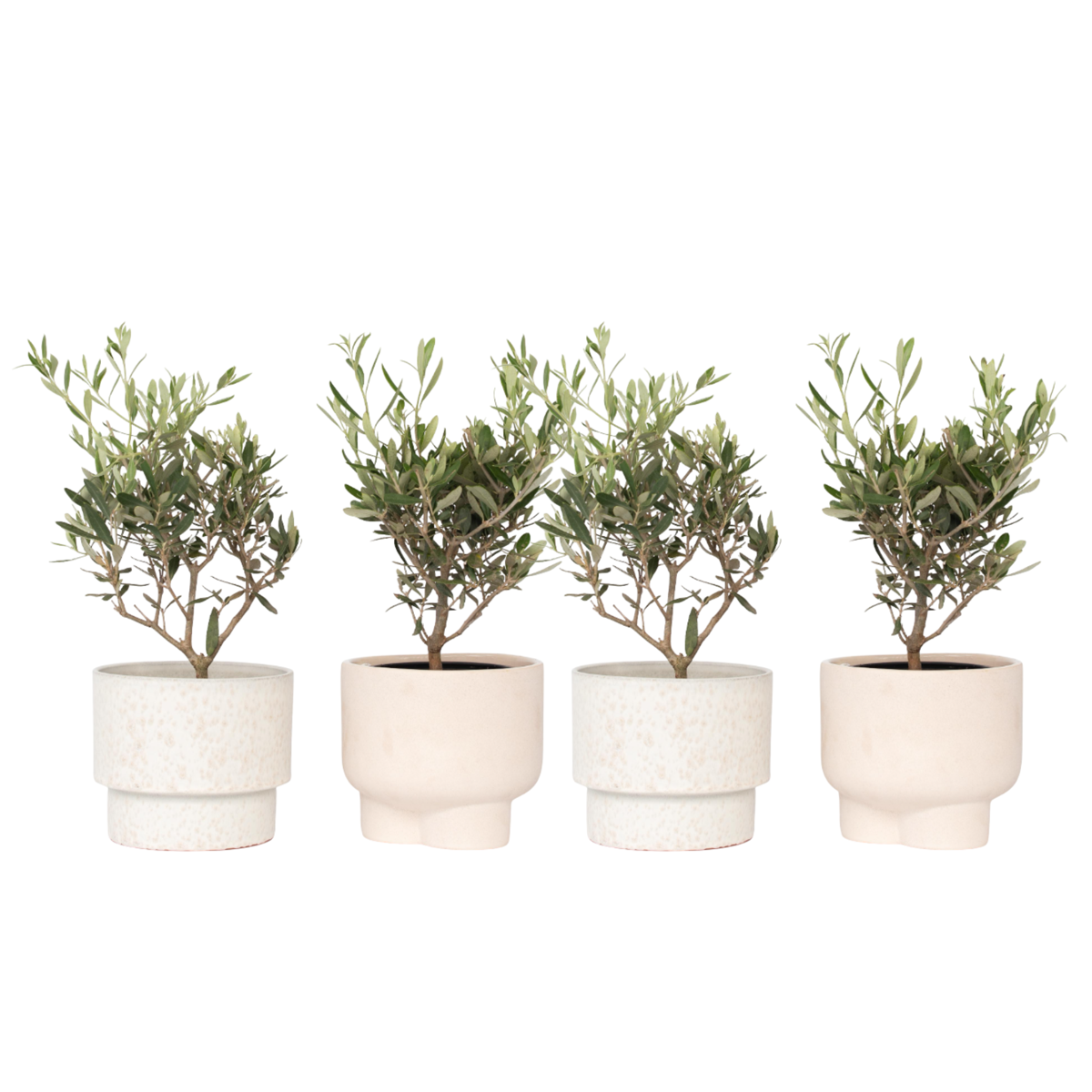 Olivier - Set de 4 - Olea europaea - Hauteur 25-40cm - ⌀14cm