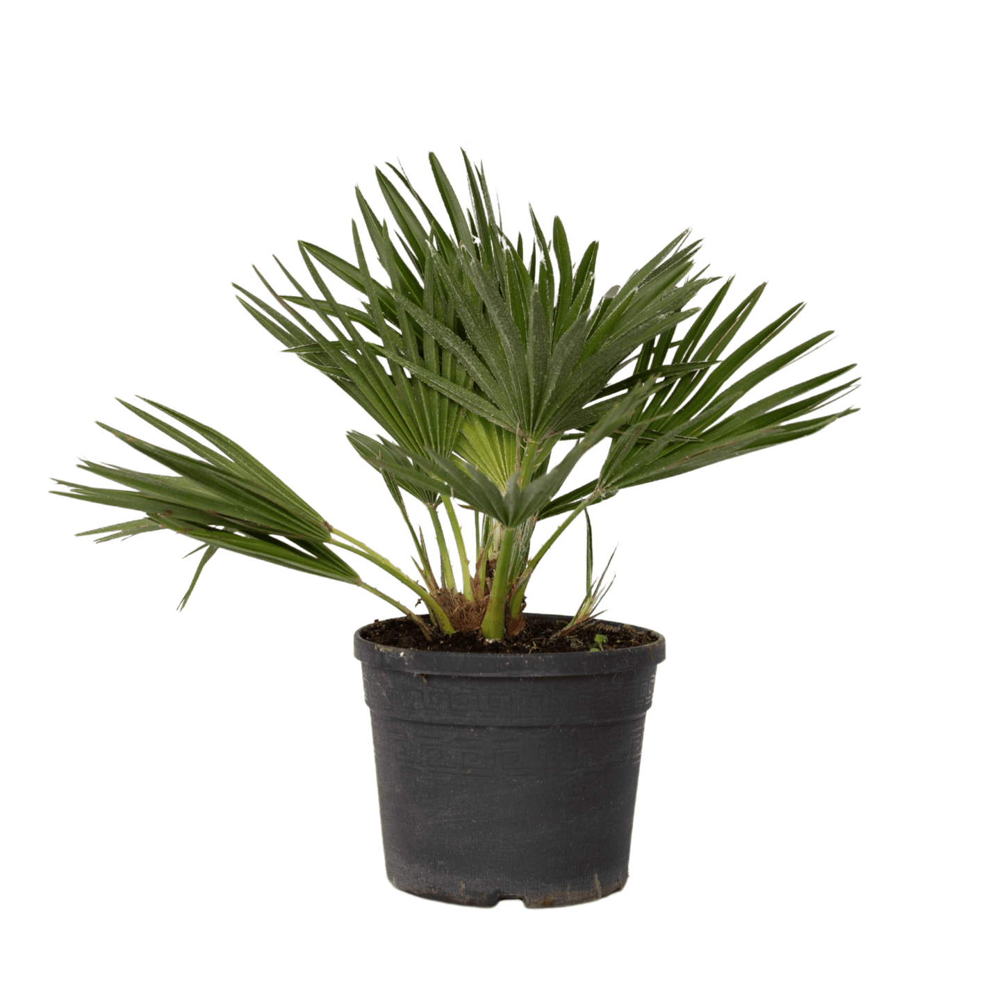 Palmier nain - Chamaerops 'Vulcano' - Hauteur 35-45cm - ⌀19cm