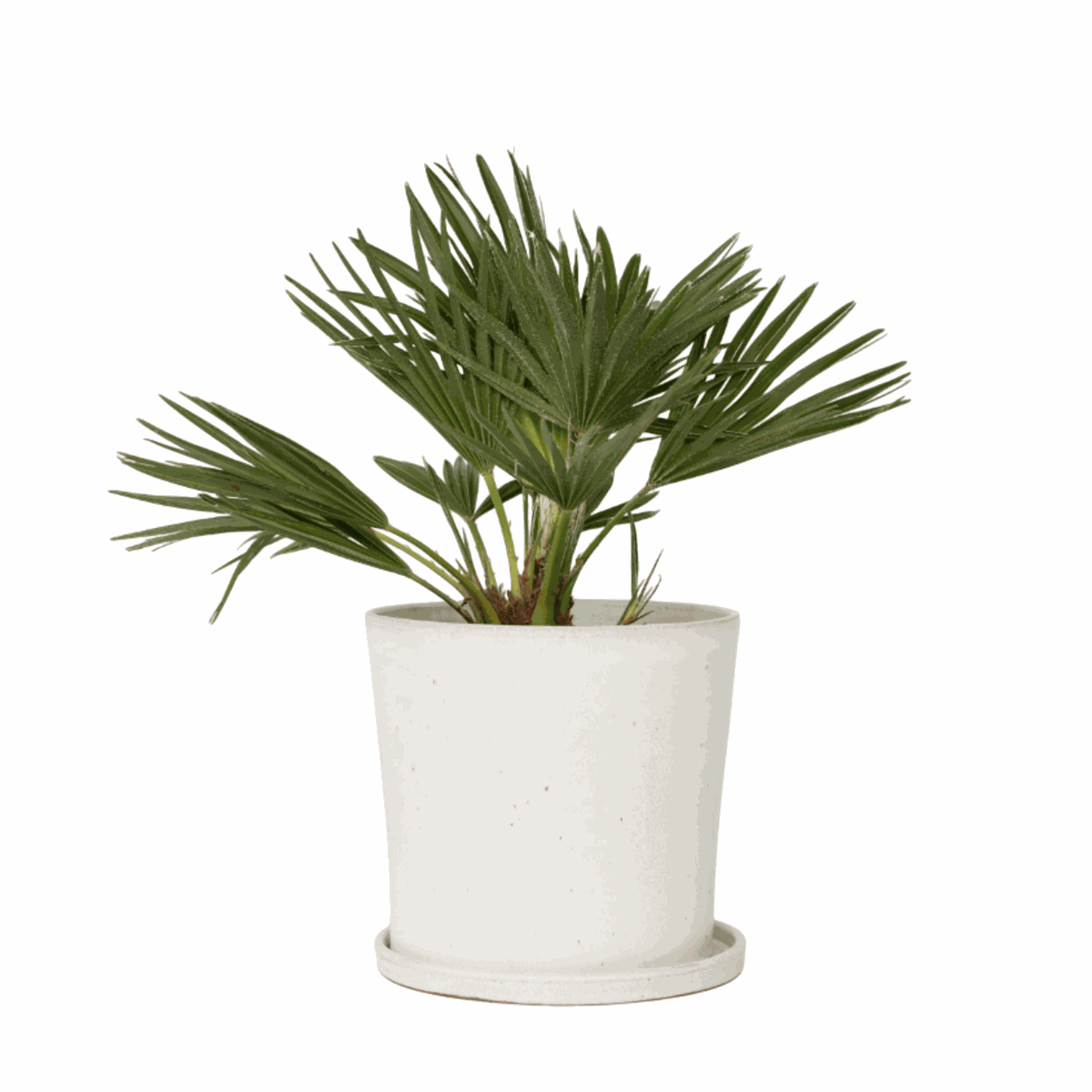 Palmier nain - Chamaerops 'Vulcano' - Hauteur 35-45cm - ⌀19cm